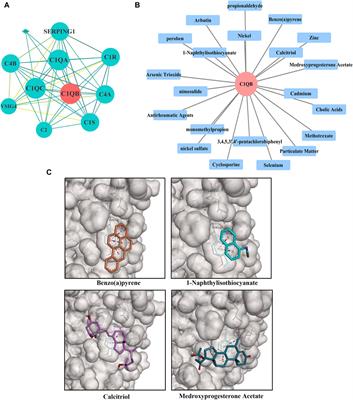 Causal relationship between complement C1QB and colorectal cancer: a drug target Mendelian randomization study